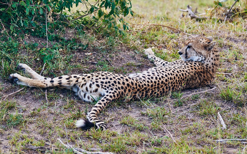 Cheetah relax